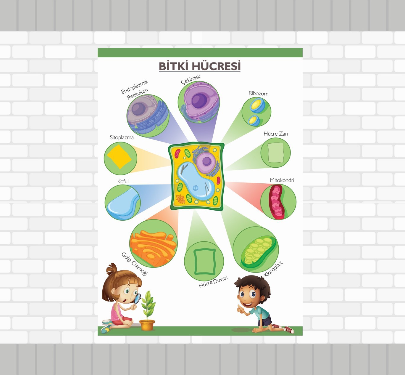 Bitki Hücresi
