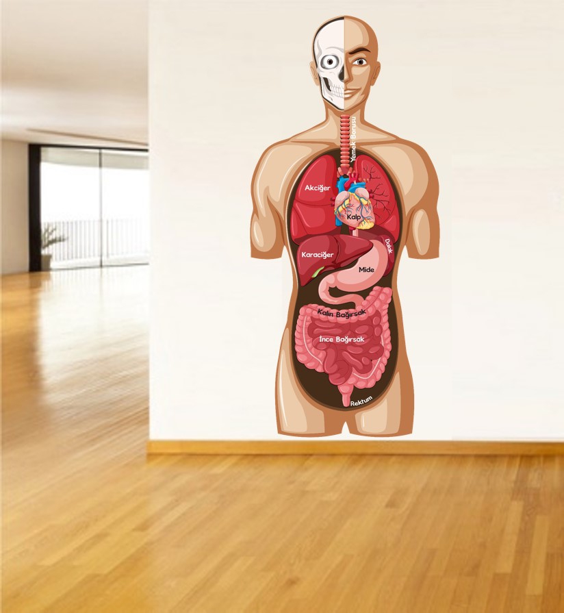 Vücudumuzun Organları Sticker S1