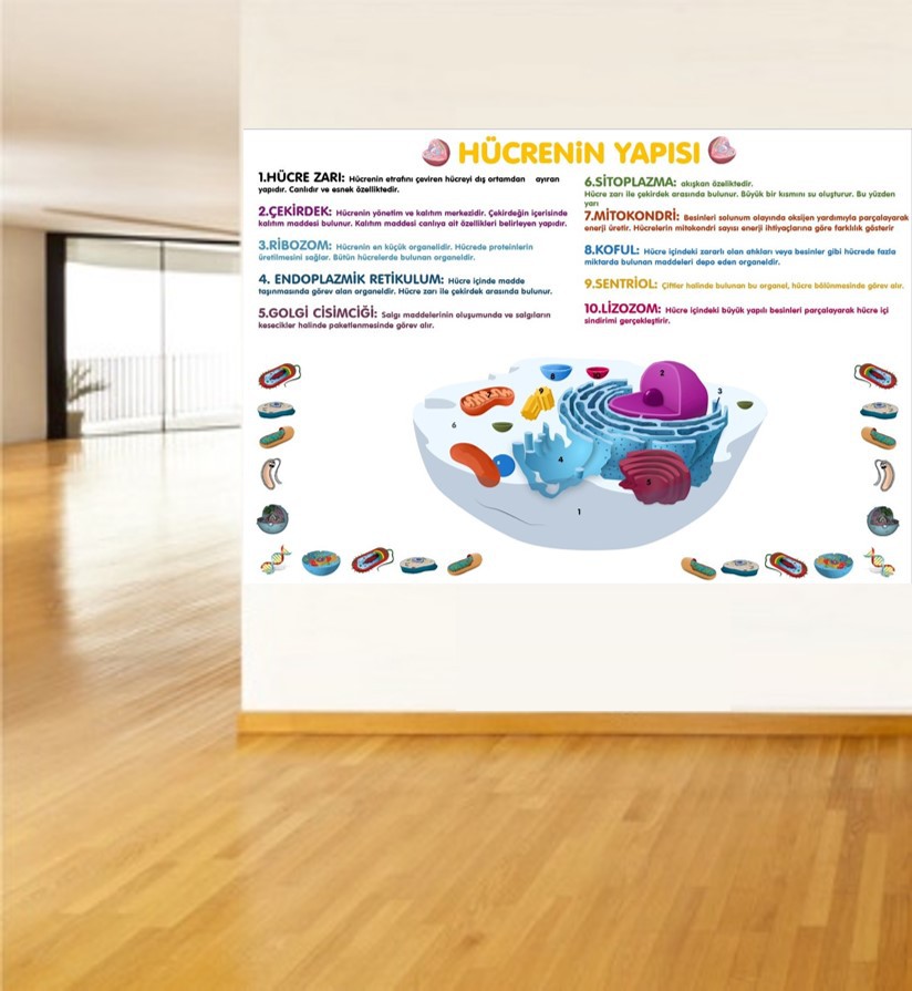  Hücrenin Yapısı 2