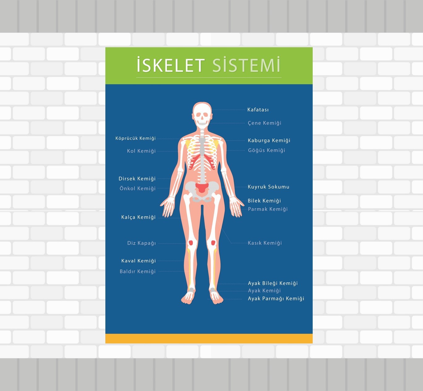 İskelet Sistemi
