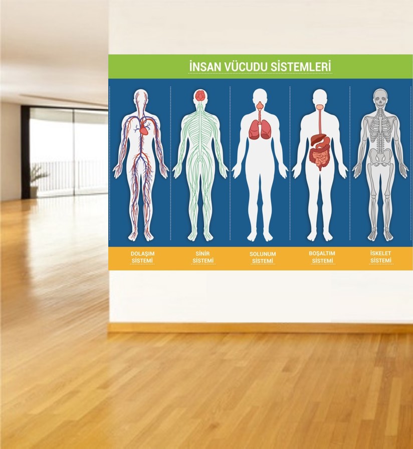 İnsan Vücudu Sistemleri