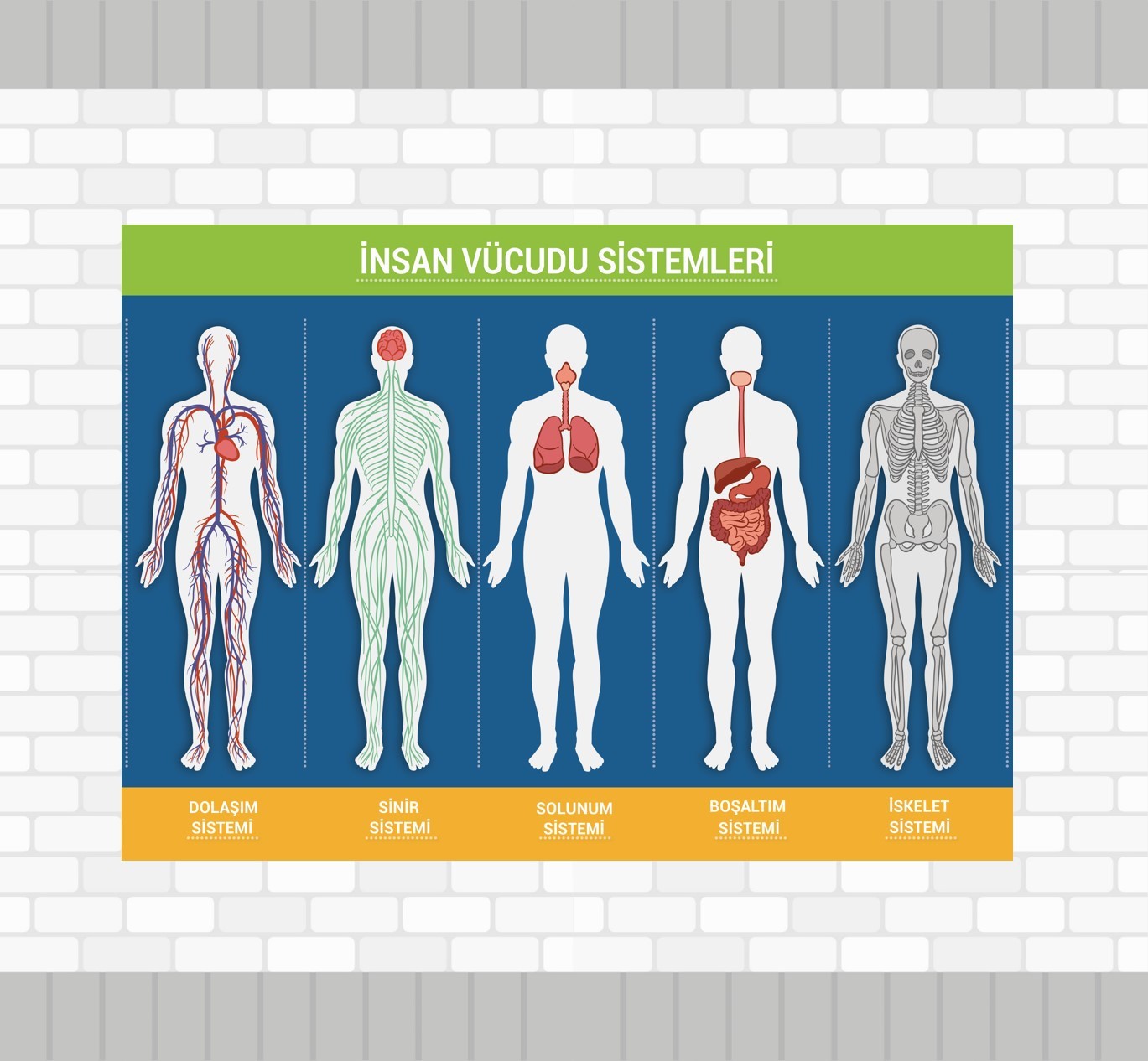 İnsan Vücudu Sistemleri