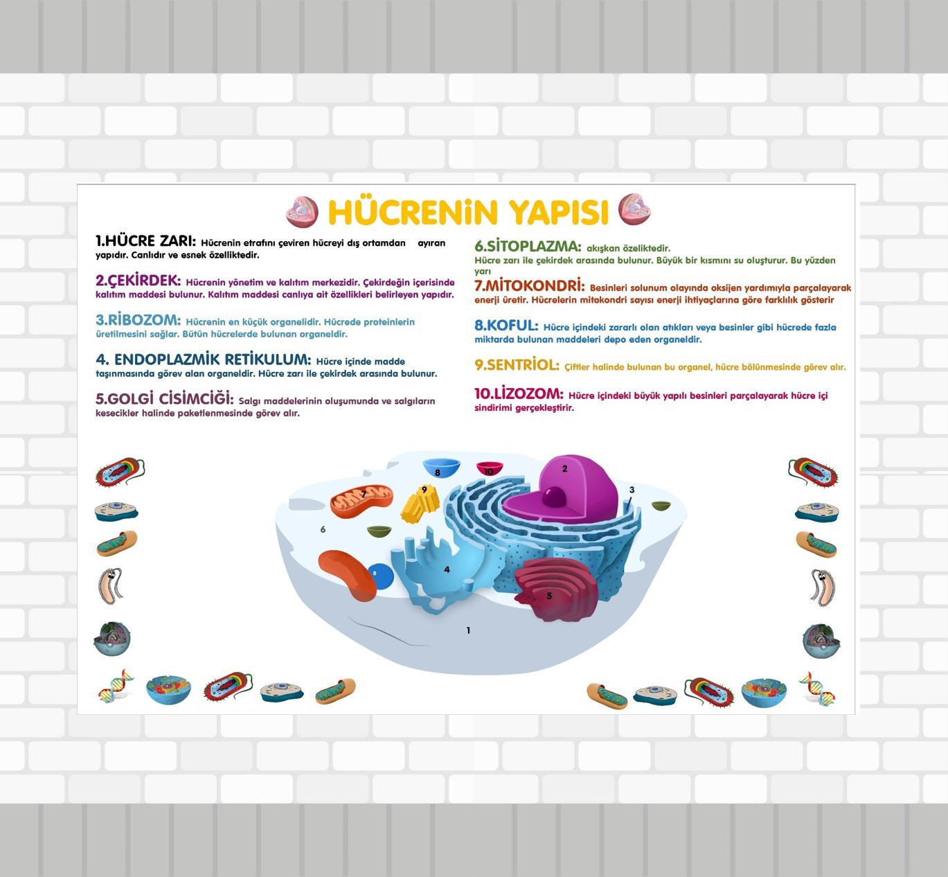  Hücrenin Yapısı 2