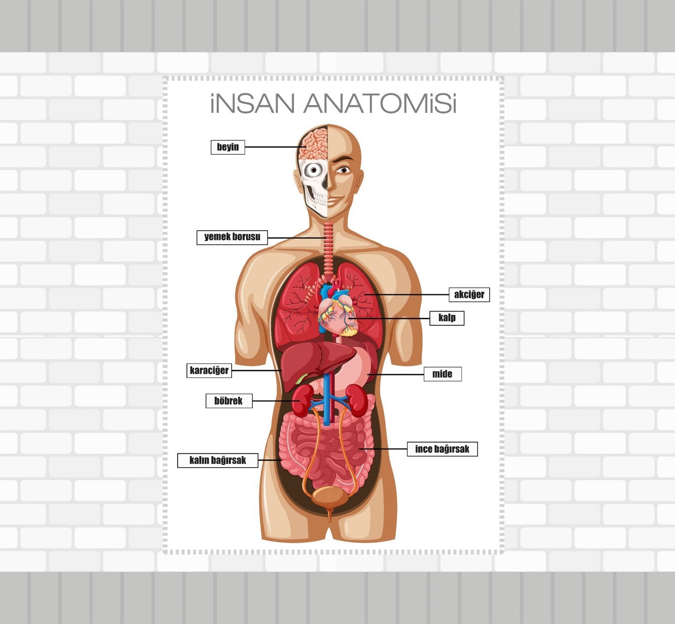 İnsan Anatomisi