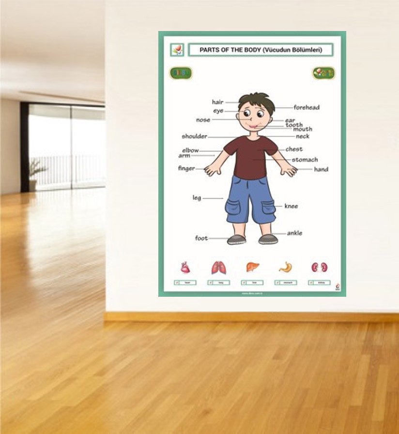 Parts%20of%20The%20Body%20Poster