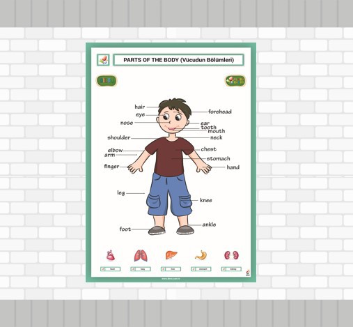 Parts%20of%20The%20Body%20Poster