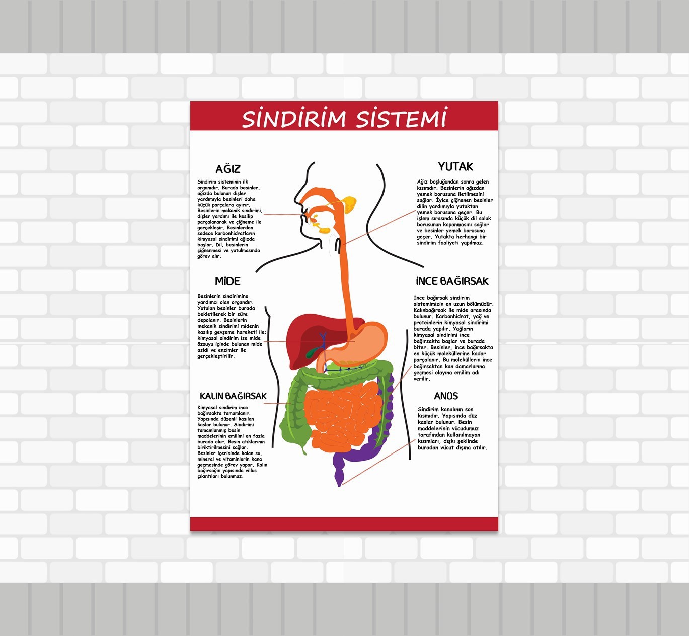 Sindirim Sistemi 