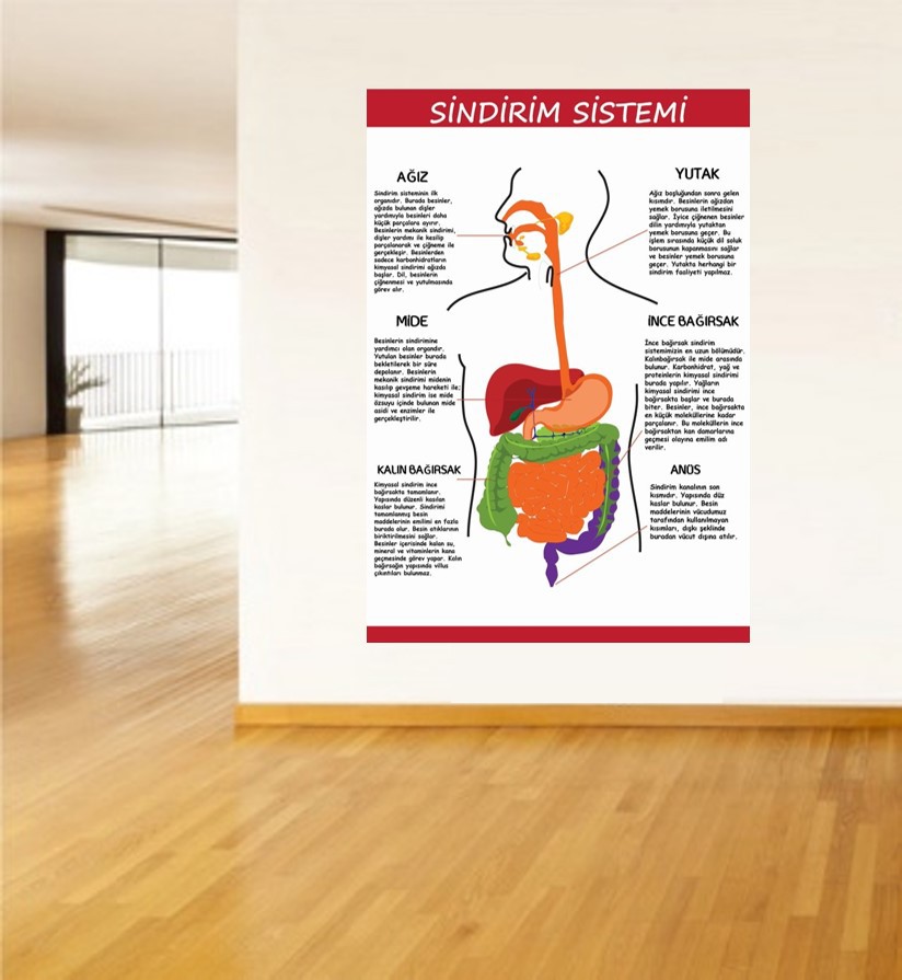 Sindirim Sistemi 