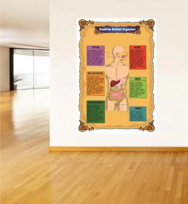 sindirim sistemi organları posteri,fen bilimleri posterleri