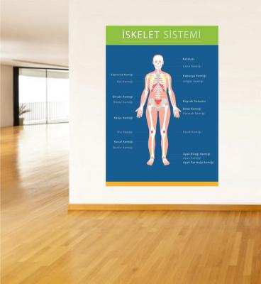 iskelet sistemi posteri, fen bilimleri poster