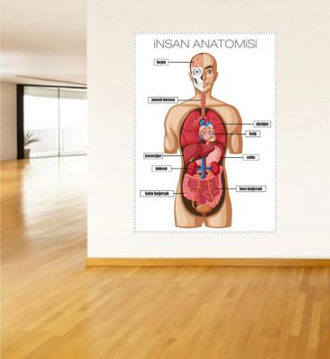insan vücudu poster, fen bilimleri poster