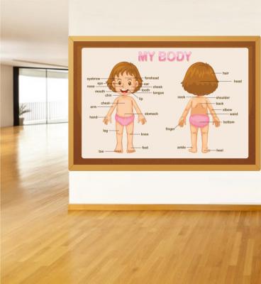 body poster, ingilizce vücudun bölümleri