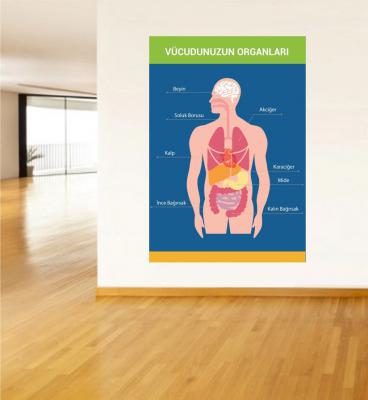 vücudumuzun organları poster, fen bilimleri poster
