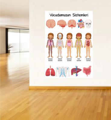 vücudumuzun organları poster, fen bilimleri poster
