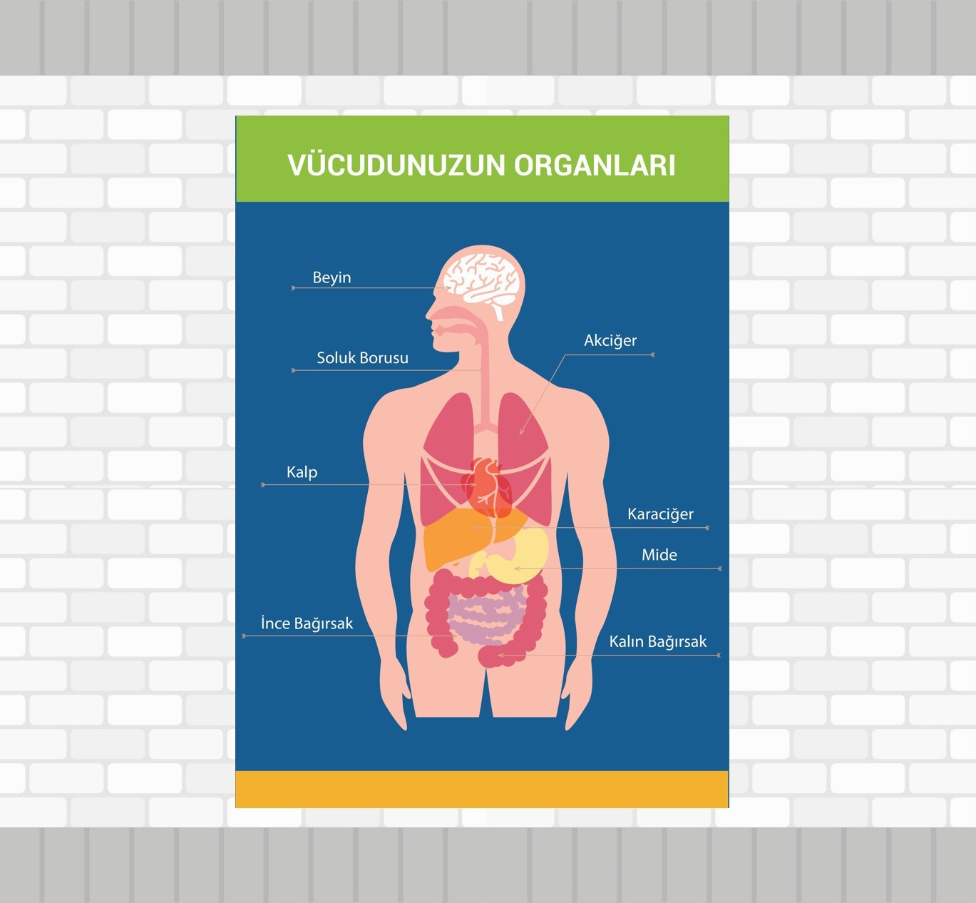 Vücudumuzun Organları
